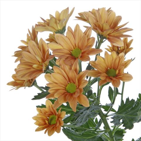 Foto de variedad de flores para ser usadas como: Maceta y planta de temporada Chrysanthemum Asenka Orange