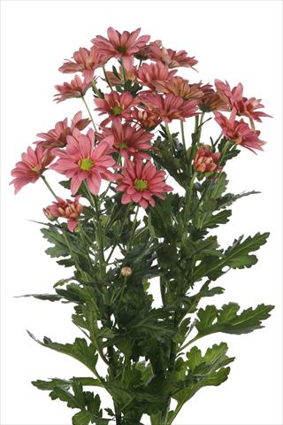Foto de variedad de flores para ser usadas como: Maceta y planta de temporada Chrysanthemum Asenka Salmon