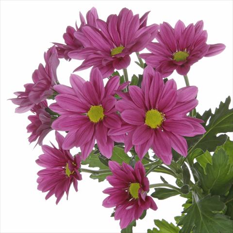 Foto de variedad de flores para ser usadas como: Maceta y planta de temporada Chrysanthemum Asenka Splendid