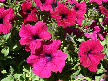 Foto de variedad de flores para ser usadas como: Tarrina de colgar / Maceta Petunia pendula Planet New Purple