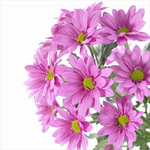 Foto de variedad de flores para ser usadas como: Maceta y planta de temporada Chrysanthemum Asenka