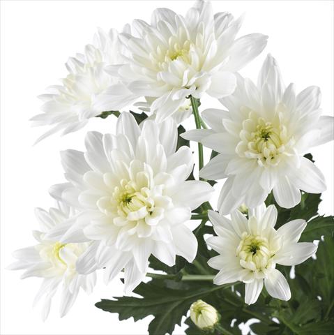 Foto de variedad de flores para ser usadas como: Maceta y planta de temporada Chrysanthemum Baltica
