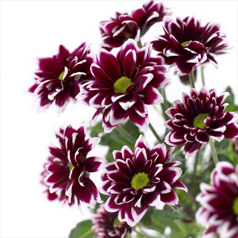 Foto de variedad de flores para ser usadas como: Maceta y planta de temporada Chrysanthemum Barletta