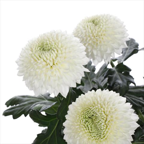 Foto de variedad de flores para ser usadas como: Maceta y planta de temporada Chrysanthemum Boula