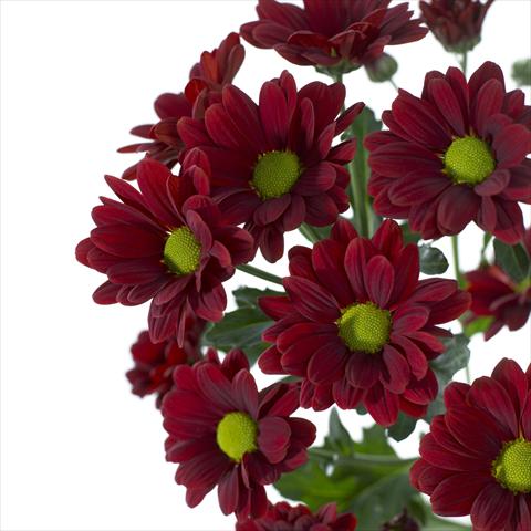 Foto de variedad de flores para ser usadas como: Maceta y planta de temporada Chrysanthemum Cayenne