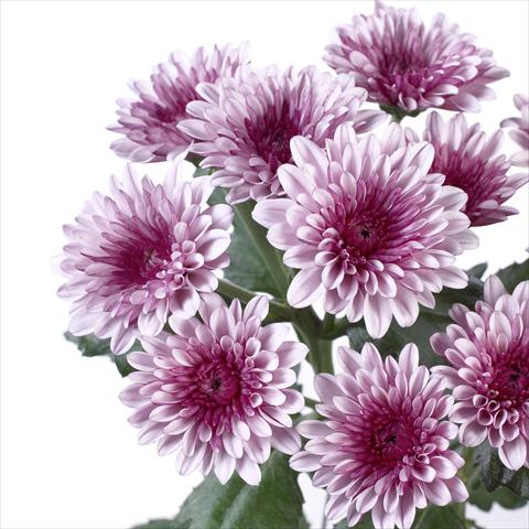 Foto de variedad de flores para ser usadas como: Maceta y planta de temporada Chrysanthemum Cefalu