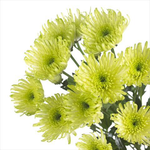 Foto de variedad de flores para ser usadas como: Maceta y planta de temporada Chrysanthemum Delianne Green