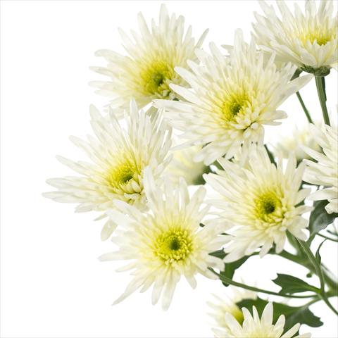 Foto de variedad de flores para ser usadas como: Maceta y planta de temporada Chrysanthemum Delianne White