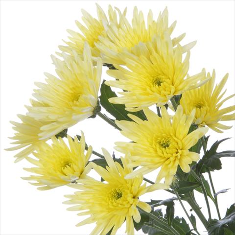 Foto de variedad de flores para ser usadas como: Maceta y planta de temporada Chrysanthemum Delianne Yellow