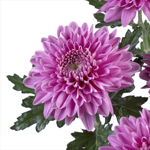 Foto de variedad de flores para ser usadas como: Maceta y planta de temporada Chrysanthemum Desna