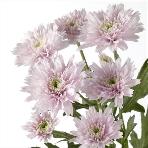 Foto de variedad de flores para ser usadas como: Maceta y planta de temporada Chrysanthemum Diantha