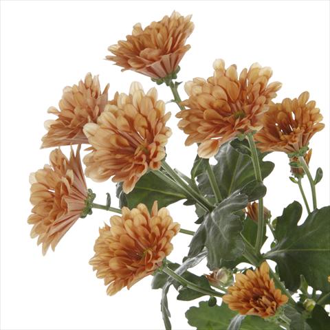 Foto de variedad de flores para ser usadas como: Maceta y planta de temporada Chrysanthemum Dublin Dark Orange