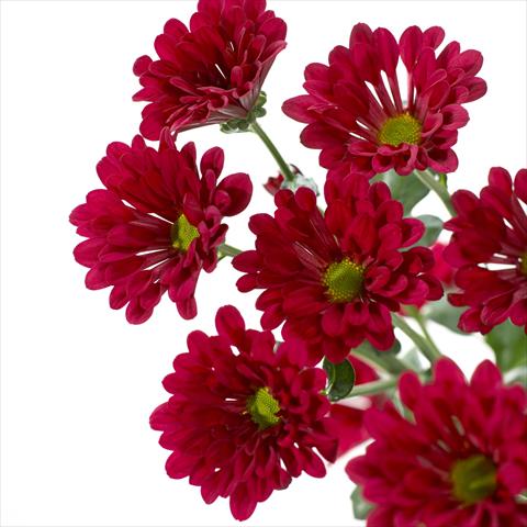 Foto de variedad de flores para ser usadas como: Maceta y planta de temporada Chrysanthemum Dublin