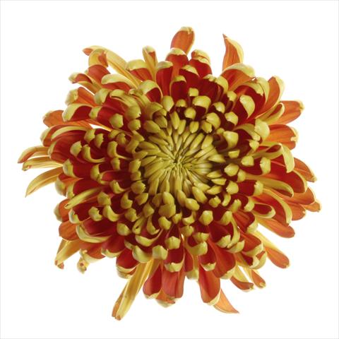 Foto de variedad de flores para ser usadas como: Maceta y planta de temporada Chrysanthemum Fuego