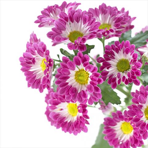 Foto de variedad de flores para ser usadas como: Maceta y planta de temporada Chrysanthemum Hastings
