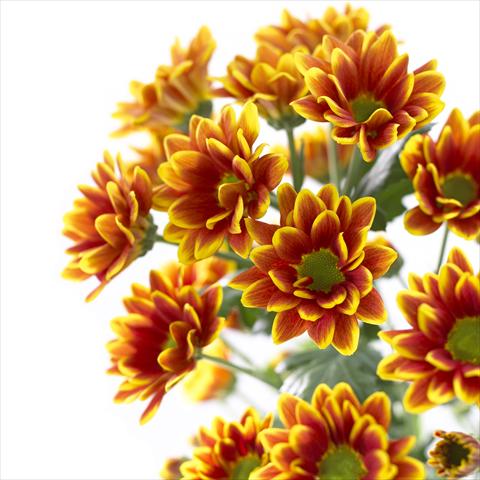 Foto de variedad de flores para ser usadas como: Maceta y planta de temporada Chrysanthemum Kastelli