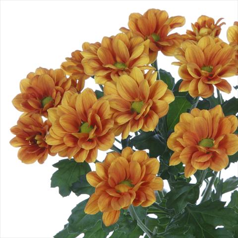 Foto de variedad de flores para ser usadas como: Maceta y planta de temporada Chrysanthemum Managua Orange