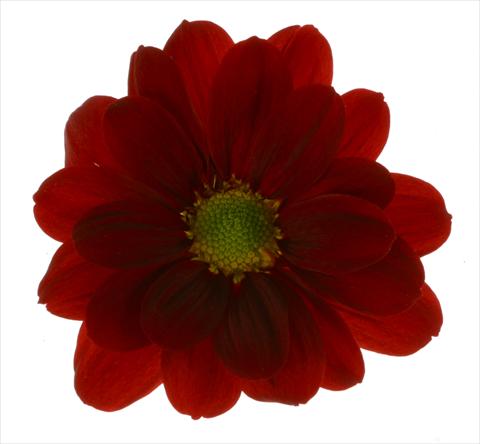 Foto de variedad de flores para ser usadas como: Maceta y planta de temporada Chrysanthemum Managua Red