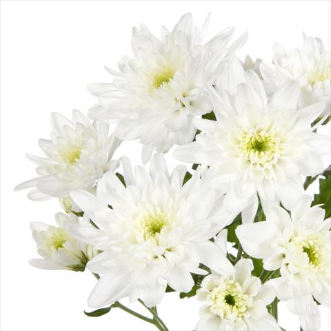 Foto de variedad de flores para ser usadas como: Maceta y planta de temporada Chrysanthemum Milano White