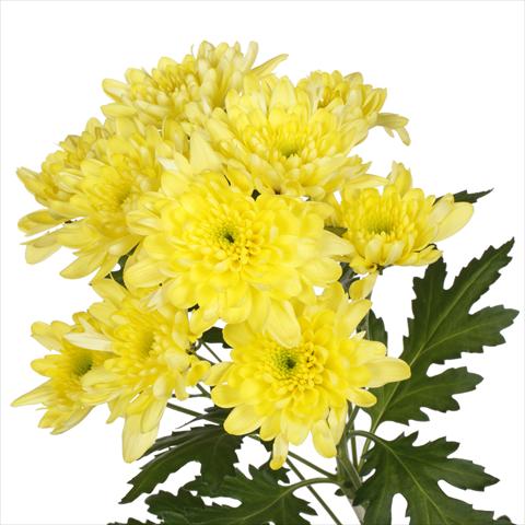 Foto de variedad de flores para ser usadas como: Maceta y planta de temporada Chrysanthemum Milano Yellow