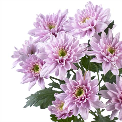 Foto de variedad de flores para ser usadas como: Maceta y planta de temporada Chrysanthemum Milano