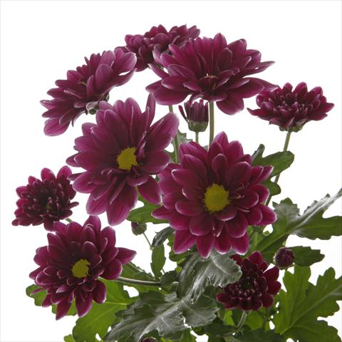 Foto de variedad de flores para ser usadas como: Maceta y planta de temporada Chrysanthemum Orinoco Dark