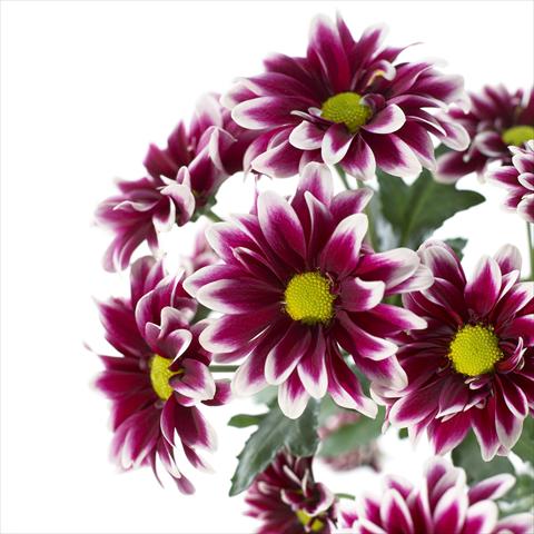 Foto de variedad de flores para ser usadas como: Maceta y planta de temporada Chrysanthemum Orinoco