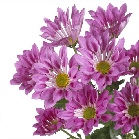 Foto de variedad de flores para ser usadas como: Maceta y planta de temporada Chrysanthemum Rambla