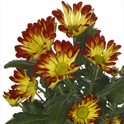 Foto de variedad de flores para ser usadas como: Maceta y planta de temporada Chrysanthemum Roma Dark