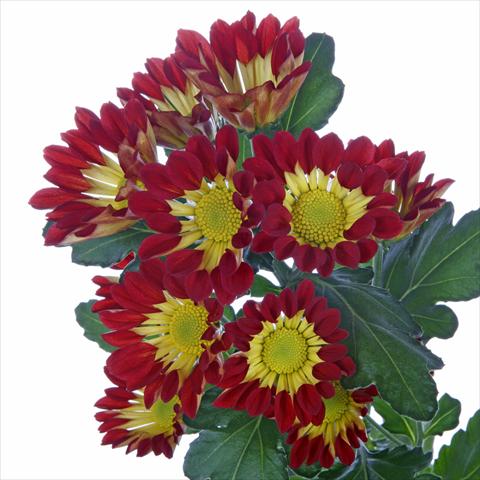 Foto de variedad de flores para ser usadas como: Maceta y planta de temporada Chrysanthemum Roma Red