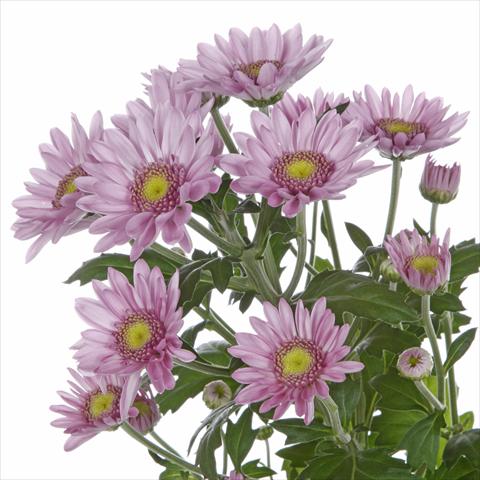 Foto de variedad de flores para ser usadas como: Maceta y planta de temporada Chrysanthemum Samos Dark