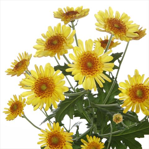 Foto de variedad de flores para ser usadas como: Maceta y planta de temporada Chrysanthemum Samos Yellow