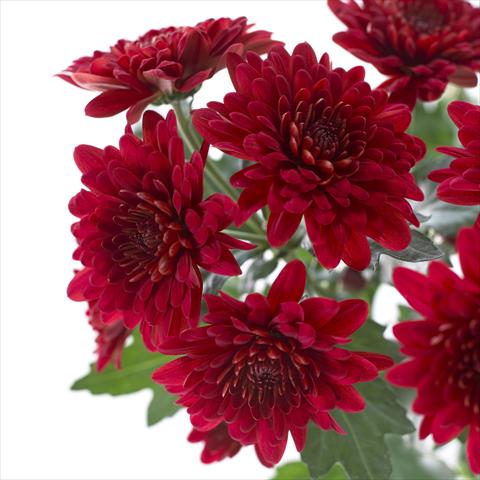 Foto de variedad de flores para ser usadas como: Maceta y planta de temporada Chrysanthemum Sienna