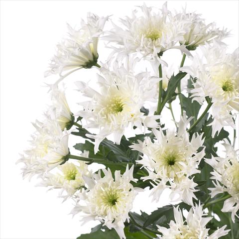 Foto de variedad de flores para ser usadas como: Maceta y planta de temporada Chrysanthemum Spinelli