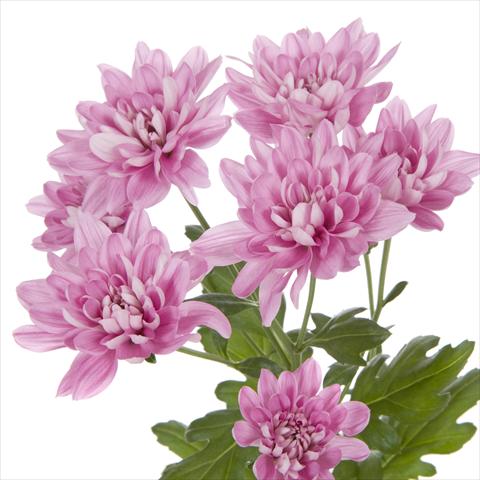Foto de variedad de flores para ser usadas como: Maceta y planta de temporada Chrysanthemum Taormina Splendid