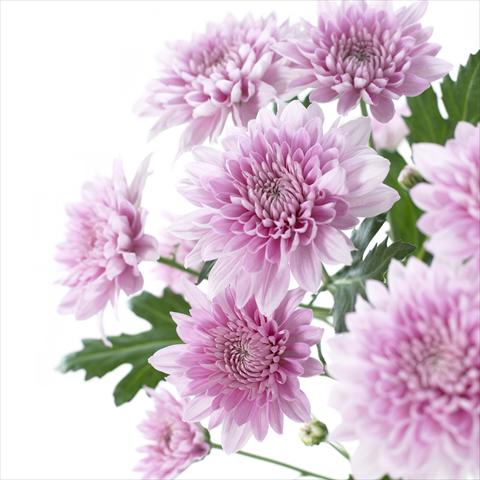 Foto de variedad de flores para ser usadas como: Maceta y planta de temporada Chrysanthemum Venice