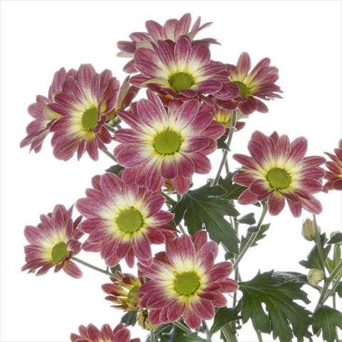 Foto de variedad de flores para ser usadas como: Maceta y planta de temporada Chrysanthemum Vulcano Dark