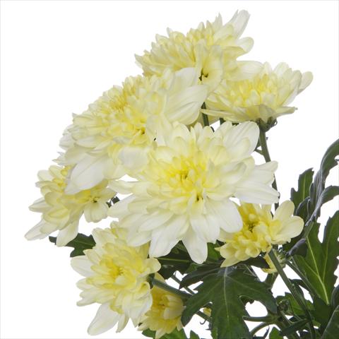 Foto de variedad de flores para ser usadas como: Maceta y planta de temporada Chrysanthemum Zembla Cream