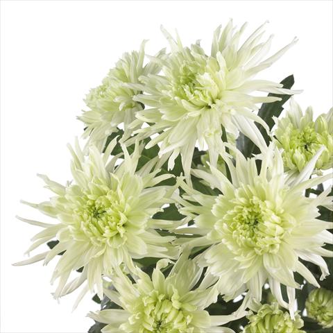 Foto de variedad de flores para ser usadas como: Maceta y planta de temporada Chrysanthemum Zembla Funky