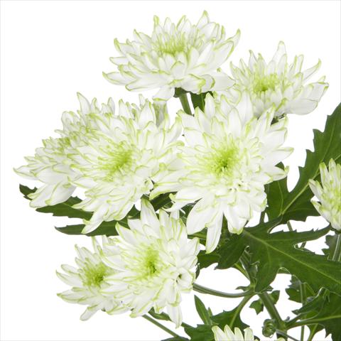 Foto de variedad de flores para ser usadas como: Maceta y planta de temporada Chrysanthemum Zembla Lime