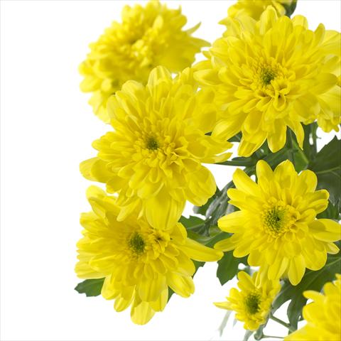 Foto de variedad de flores para ser usadas como: Maceta y planta de temporada Chrysanthemum Zembla Sunny