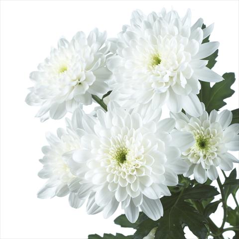 Foto de variedad de flores para ser usadas como: Maceta y planta de temporada Chrysanthemum Zembla White