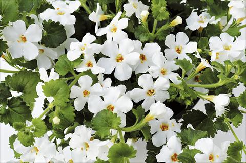 Foto de variedad de flores para ser usadas como: Maceta, patio, Tarrina de colgar Bacopa (Sutera cordata) RED FOX Bahia White Night