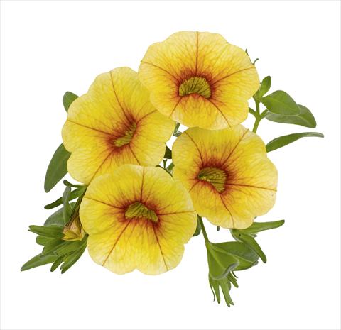 Foto de variedad de flores para ser usadas como: Maceta, patio, Tarrina de colgar Calibrachoa RED FOX Aloha® Gold