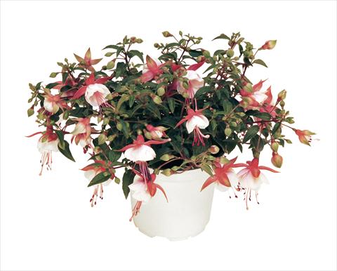 Foto de variedad de flores para ser usadas como: Maceta, planta de temporada, patio Fuchsia RED FOX Arêtes Alwin