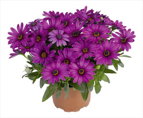 Foto de variedad de flores para ser usadas como: Maceta y planta de temporada Osteospermum RED FOX Swing Purple