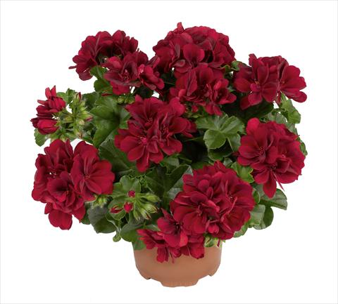 Foto de variedad de flores para ser usadas como: Maceta o Tarrina de colgar Pelargonium peltatum RED FOX Atlantic Red Velvet