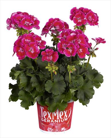 Foto de variedad de flores para ser usadas como: Maceta o Tarrina de colgar Pelargonium zonale RED FOX Tex Mex Fire