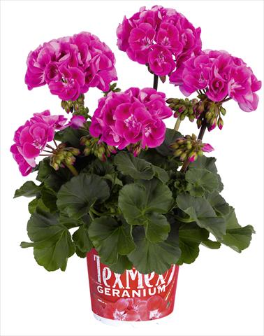 Foto de variedad de flores para ser usadas como: Maceta o Tarrina de colgar Pelargonium zonale RED FOX Tex Mex Hot Pink