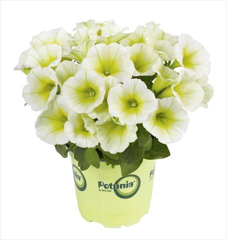 Foto de variedad de flores para ser usadas como: Maceta o Tarrina de colgar Petunia RED FOX Potunia® Lemon Drop
